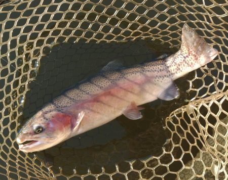 釣り納めだ！ 大安トラウトレイク